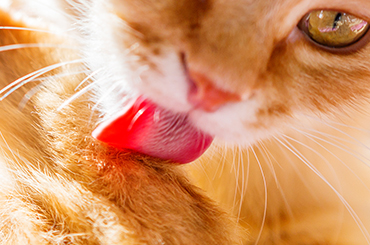  Productos veterinarios para Gatos