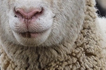  Productos veterinarios para Ovejas